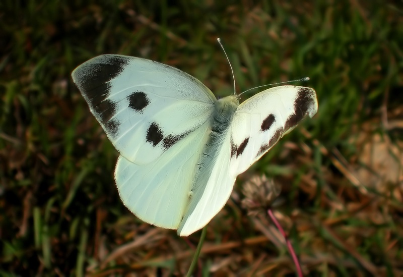 Parco del Ticino 30.9.12